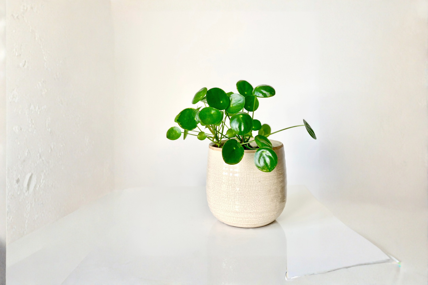 Pilea Peperomioides Chinese Money Plant Live Houseplant – Evergreen Perennial