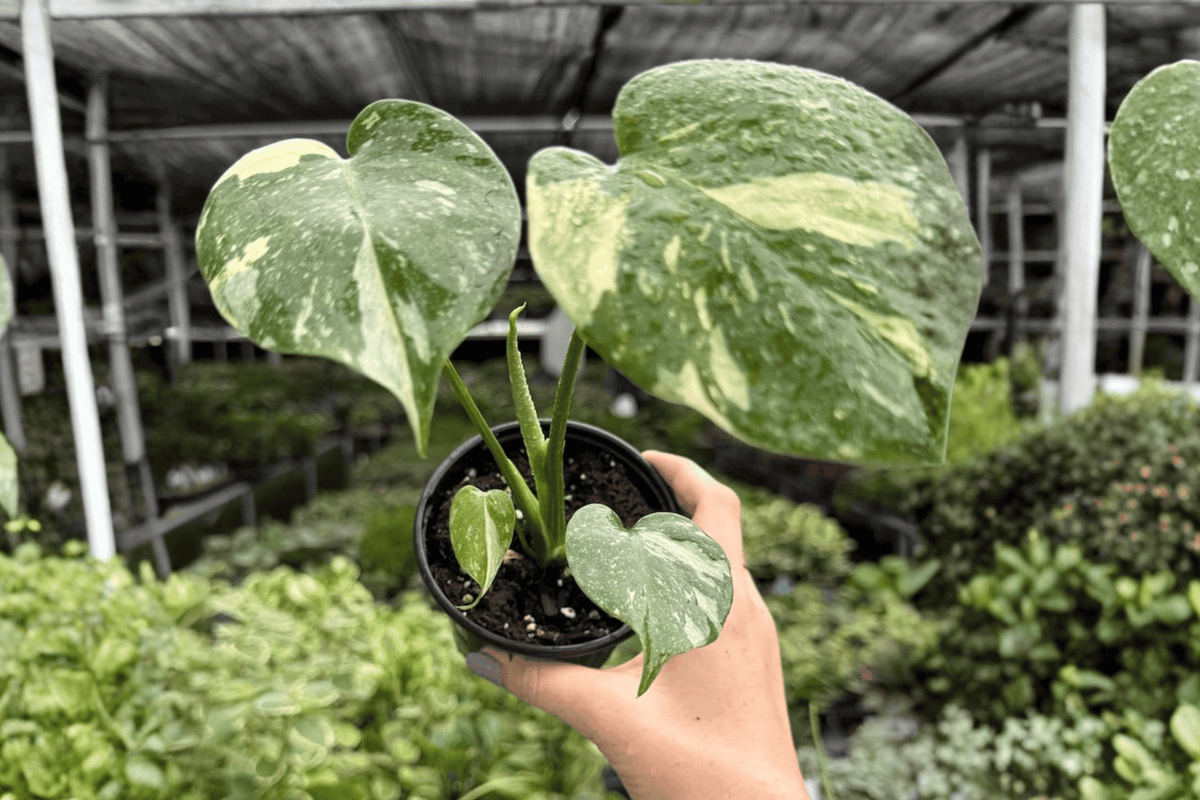 Monstera Thai Constellation 2 Exact Live Plants – 4-Inch Pots – Monstera deliciosa ‘Thai Constellation’