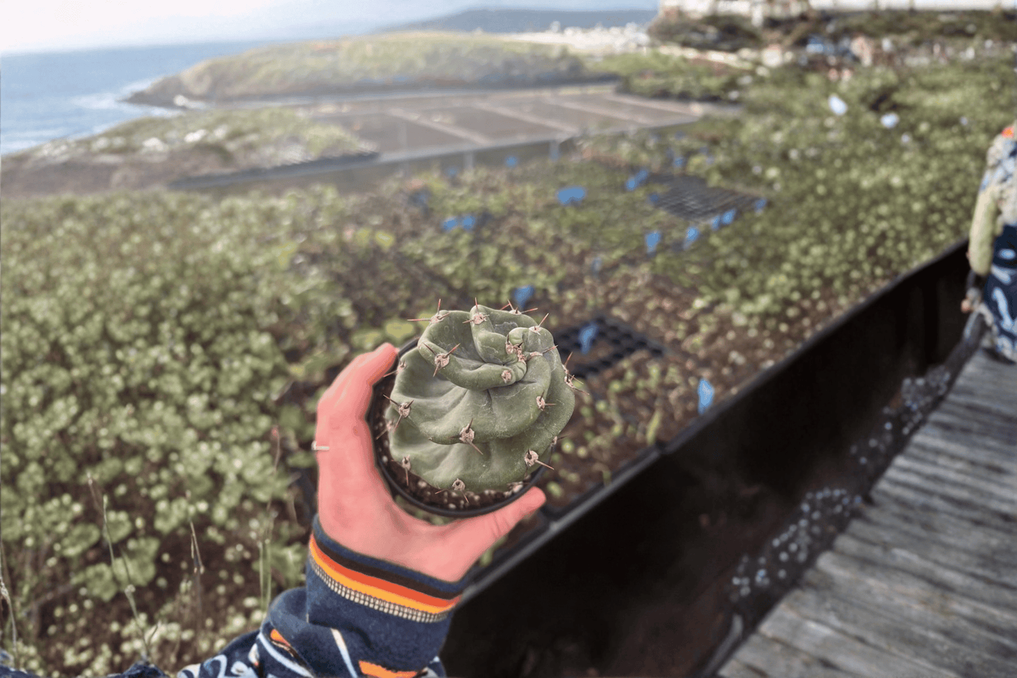 2 Spiral Cactus Live Plants in 4-Inch Pots – Cereus forbesii 'Spiralis'