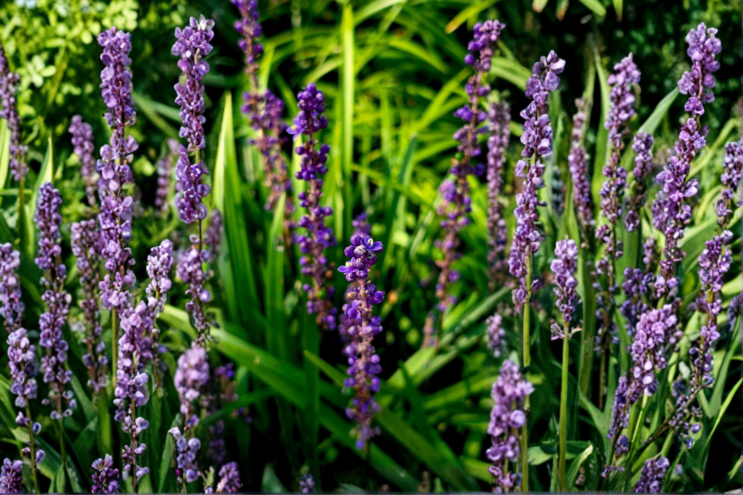Super Blue Liriope 10 Live Plants – Liriope muscari