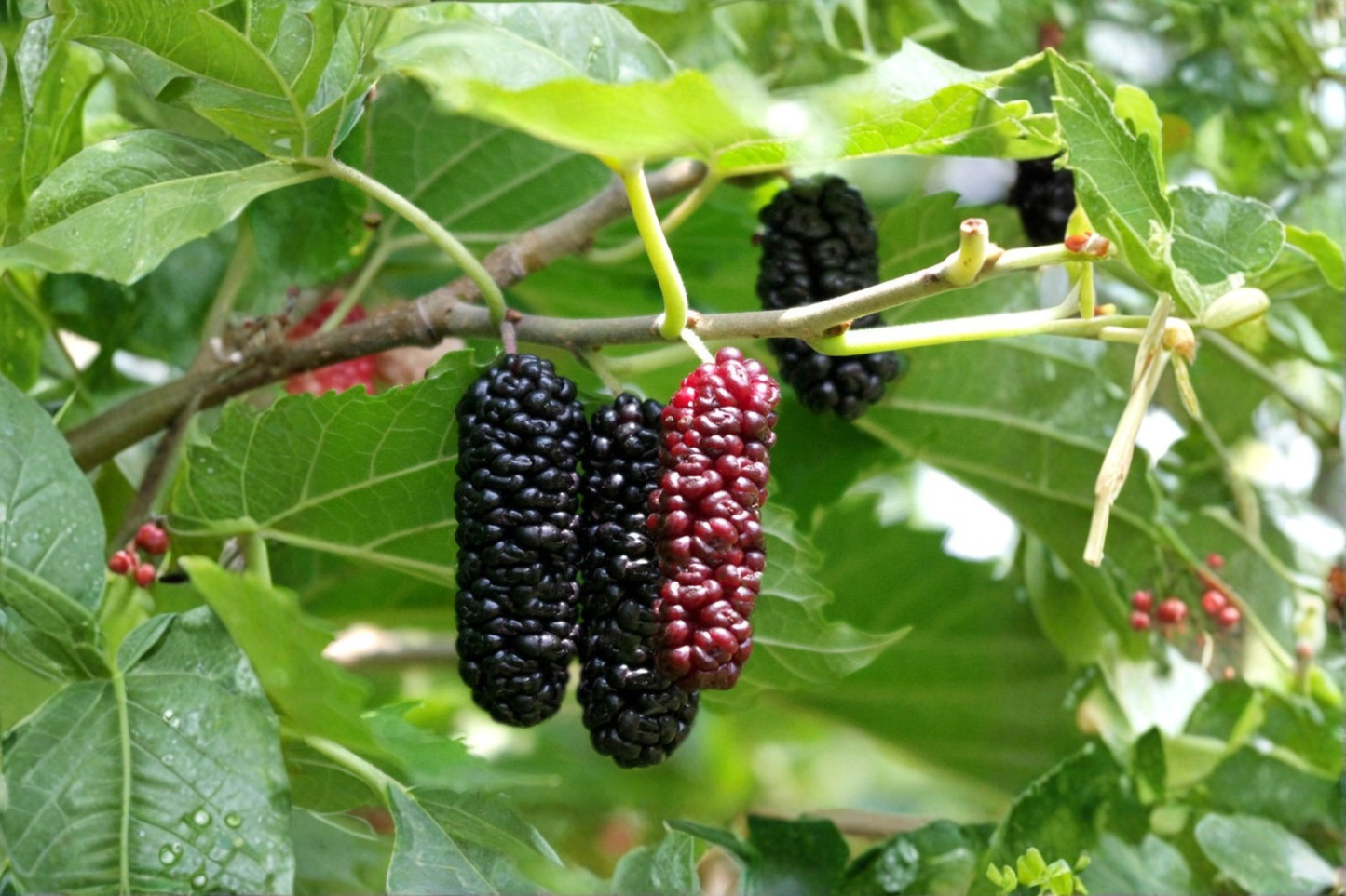 Contorted Mulberry Tree Live Plant 1 Gallon Pot Twisted Branch Mulberry Ornamental Fruit Tree Garden Plant