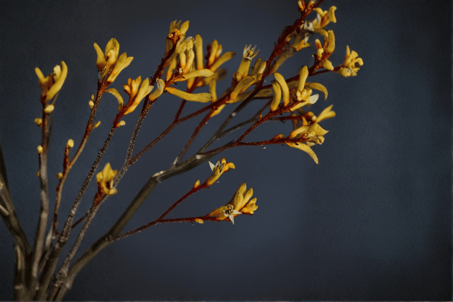 Yellow Gem Kangaroo Paw 1 Gallon Live Plant – Anigozanthos ‘Yellow Gem’