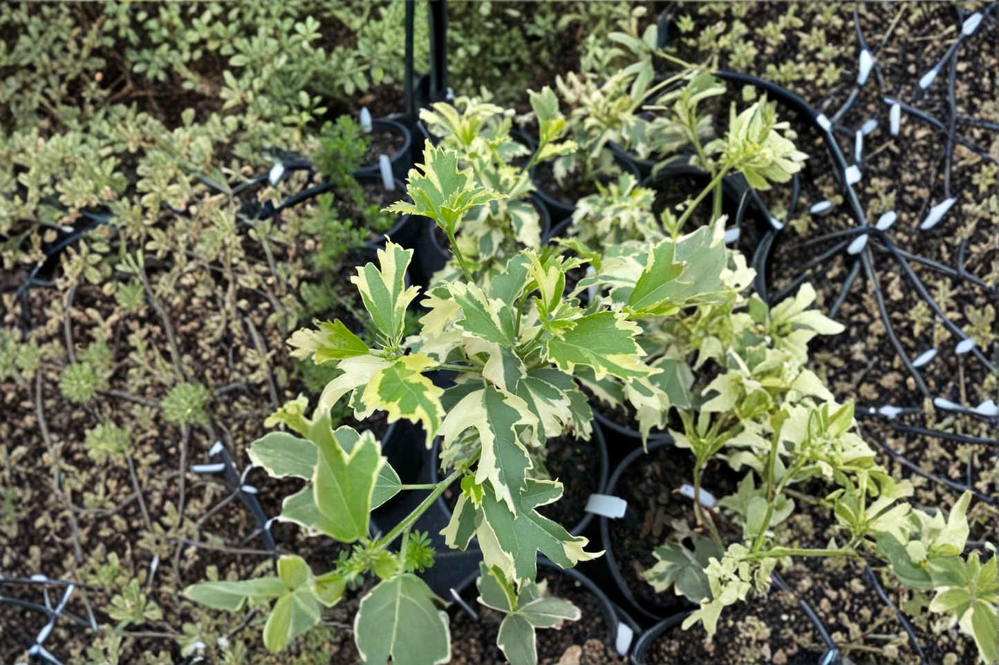 Hillis Variegated Rose of Sharon Live Plant 1 Gallon Pot Variegated Hibiscus Shrub Summer Bloom Garden Plant