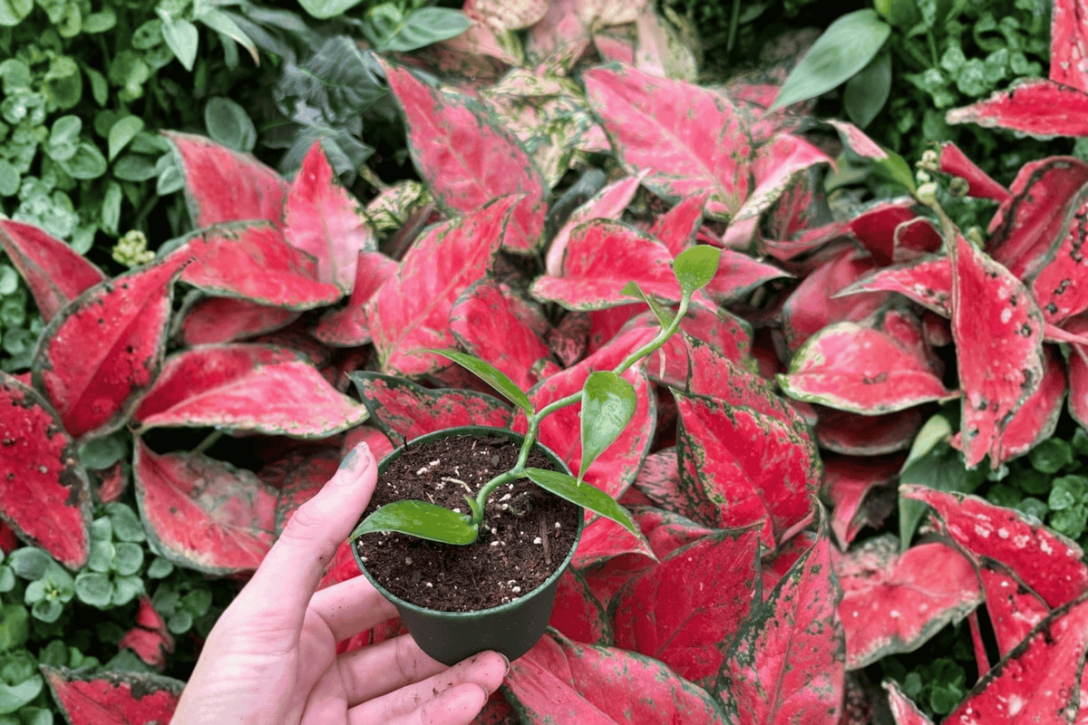 2 Vanilla Bean Orchid Starter Plants – Vanilla planifolia