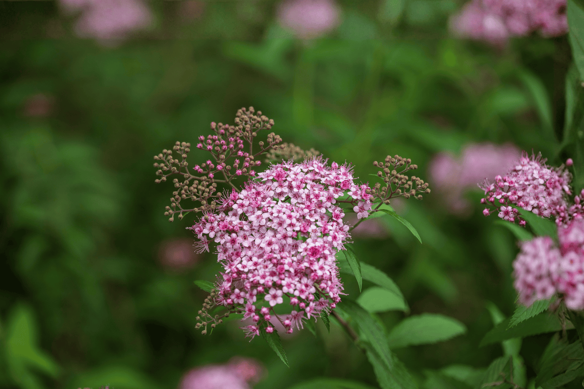 Double Play Big Bang Spirea 1 Live Plant – Spiraea japonica ‘Tracy’ – 1 Gallon Pot