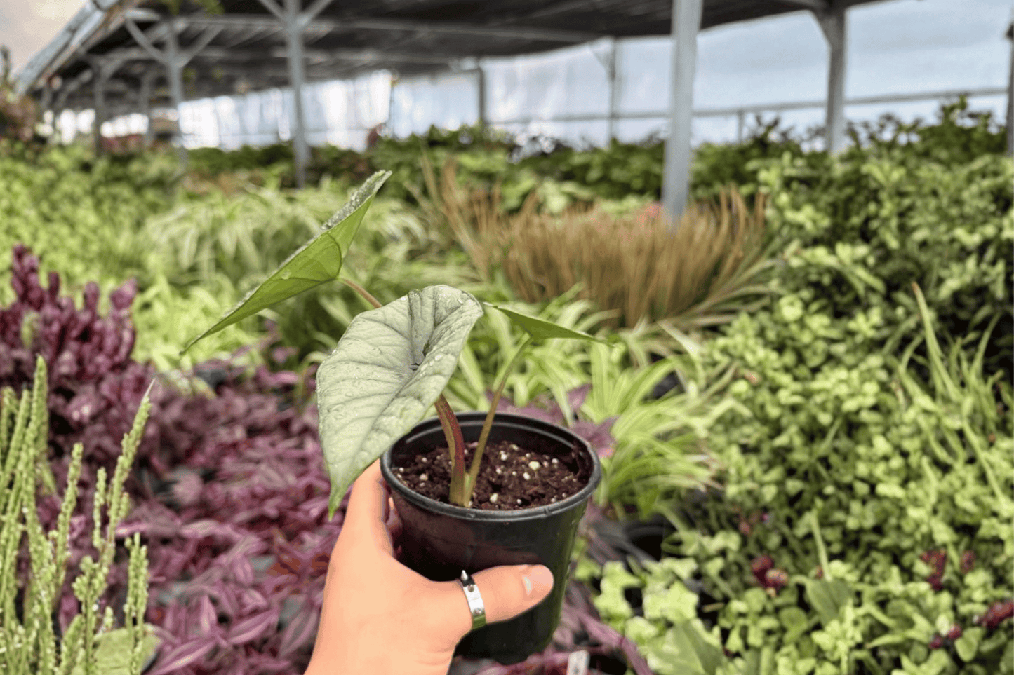 Alocasia Platinum Bisma 2 Exact Live Plants – 4-Inch Pots – Alocasia ‘Platinum Bisma’