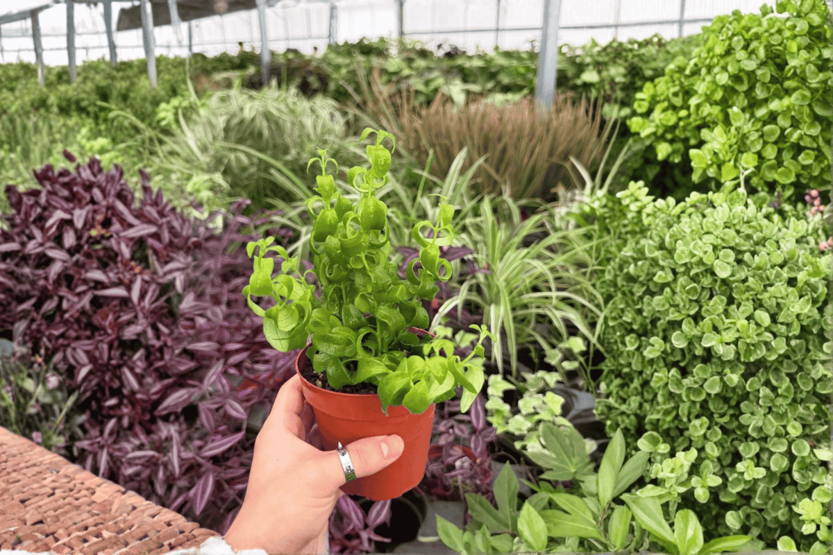 Curly Rasta Lipstick Plant 2 Exact Live Plants – 4-Inch Pots – Aeschynanthus ‘Rasta’