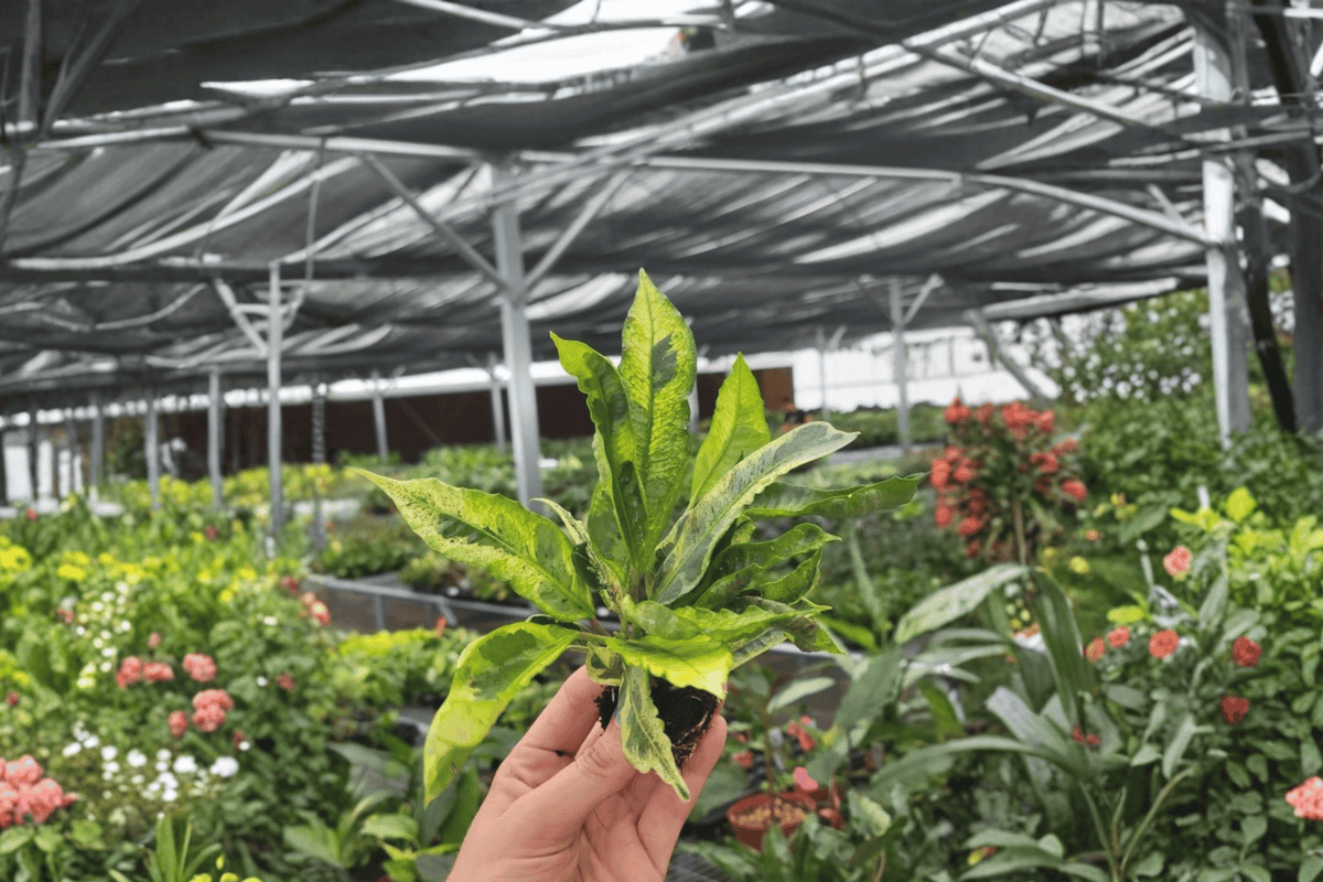 Codiaeum Variegated 2 Starter Plants – Codiaeum variegatum