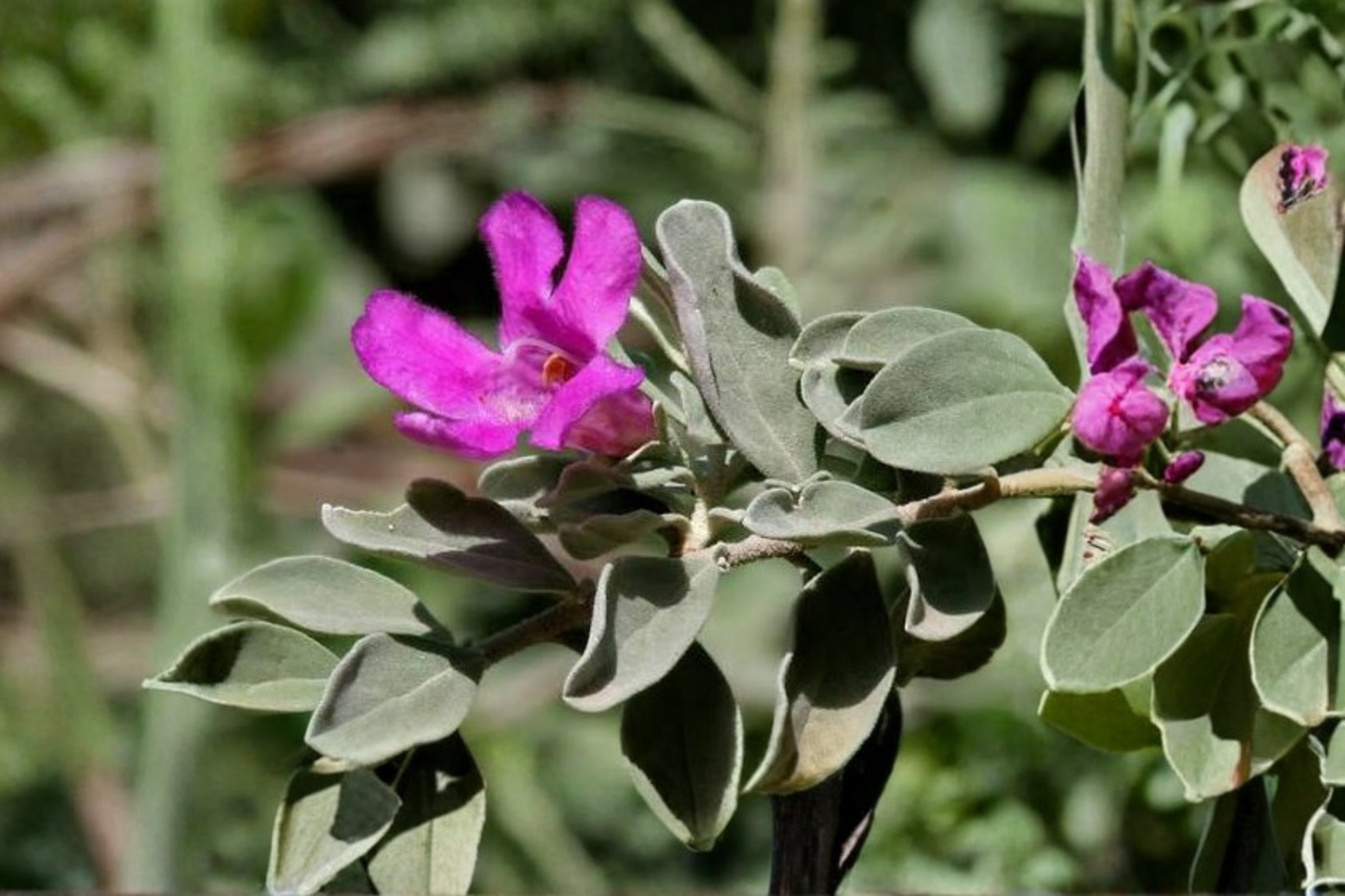 2 Live Texas Sage (Silverleaf) Plants – 3–6 Inches Tall – Ships Without Pot – Leucophyllum frutescens