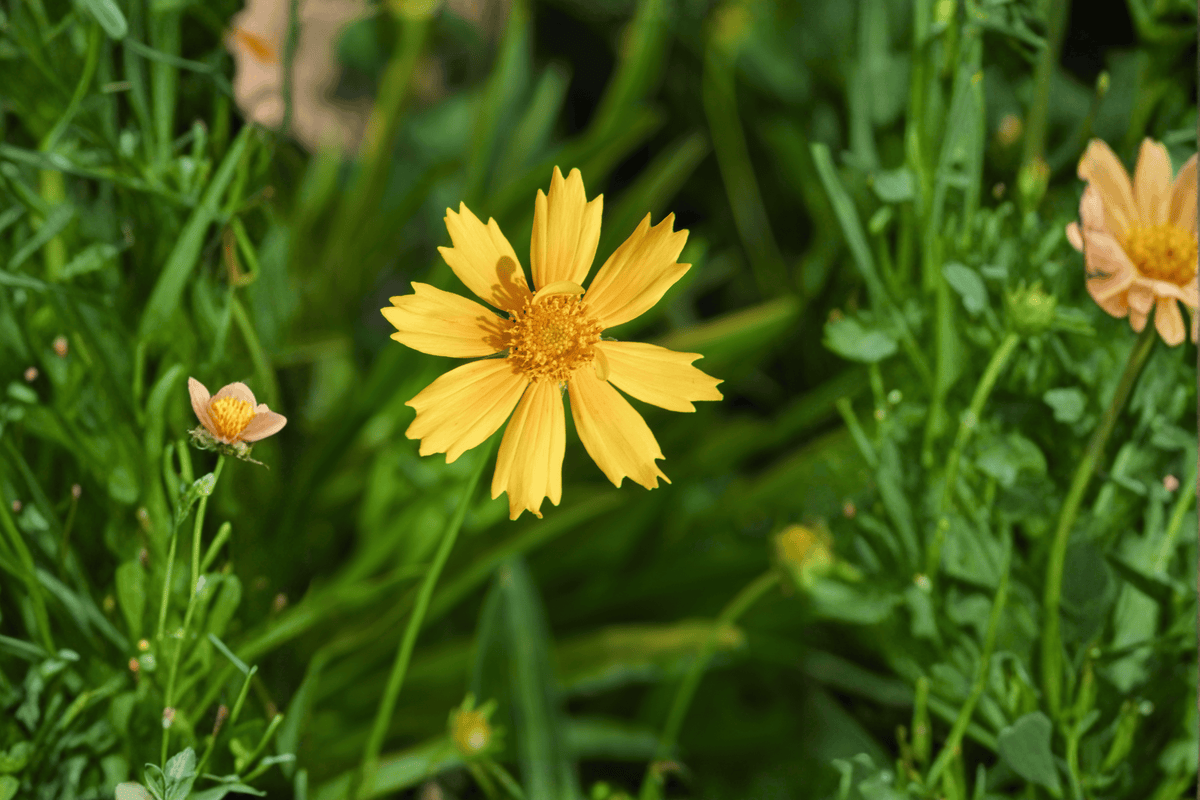 Creme Brulee Tickseed 1 Live Plant – Coreopsis verticillata ‘Creme Brulee’ – Quart Pot