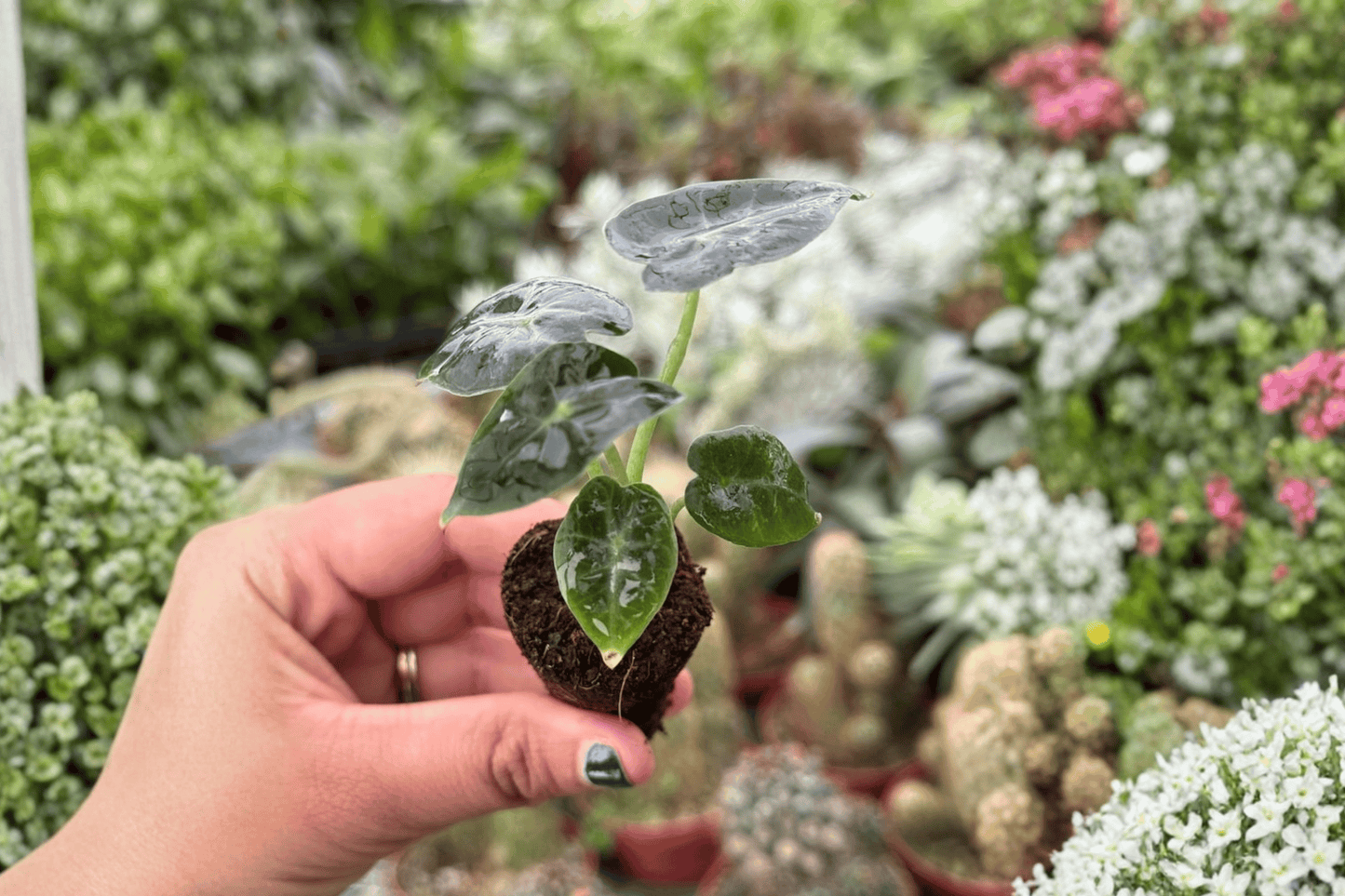 2 Alocasia 'Mandalay' Starter Plants – Bare Root – Alocasia 'Mandalay'