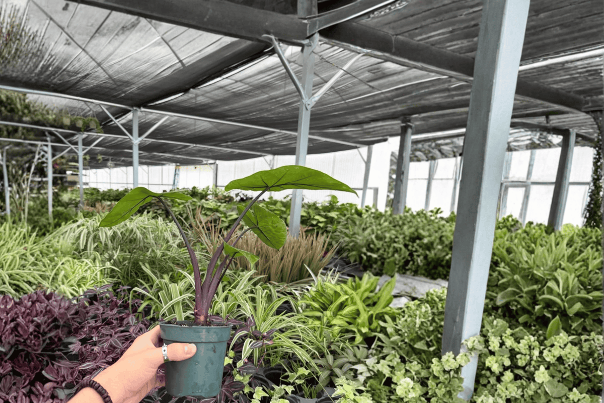 Alocasia Dark Star 2 Exact Live Plants – Alocasia ‘Dark Star’ Specific 4” Size Bare Root