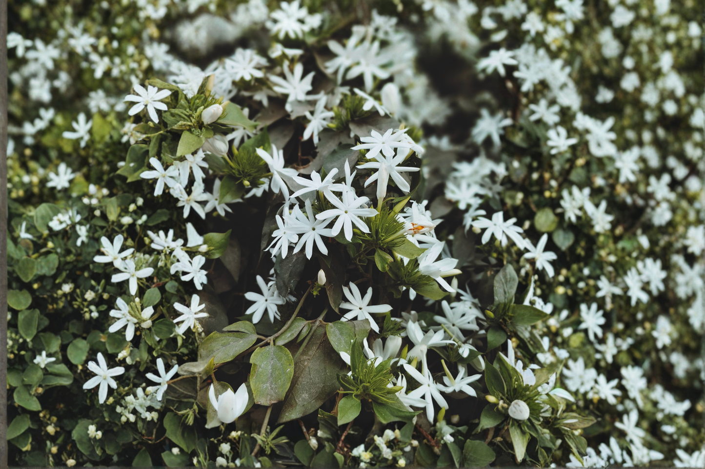 Angel Wing Star Jasmine Live Plant in 4-Inch Pot – Jasminum nitidum