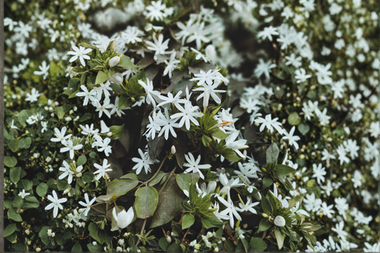 Angel Wing Star Jasmine Live Plant in 4-Inch Pot – Jasminum nitidum