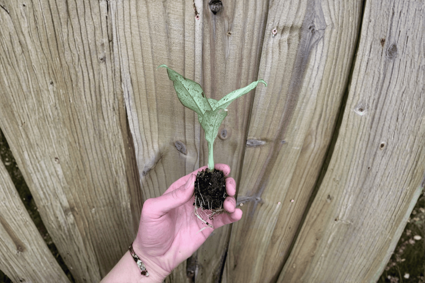 2 Dieffenbachia Camouflage Starter Plants – Bare Root – Dieffenbachia 'Camouflage'