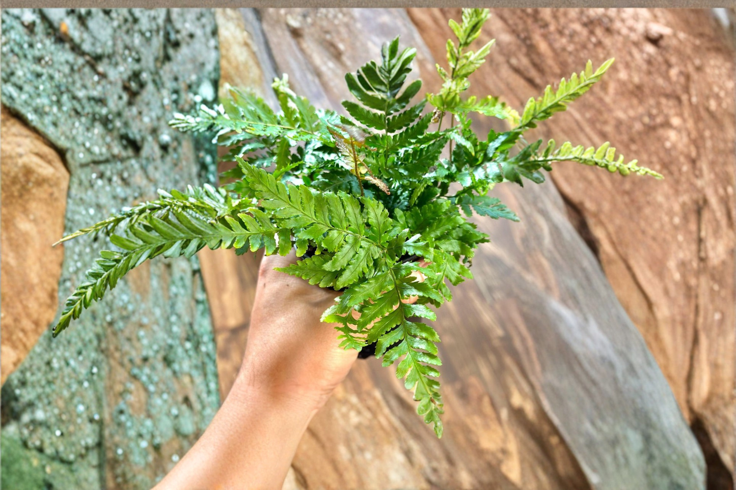 Autumn Fern Live Plant Easy Care Indoor Outdoor Fern Houseplant Beginner Starter Plant Gift