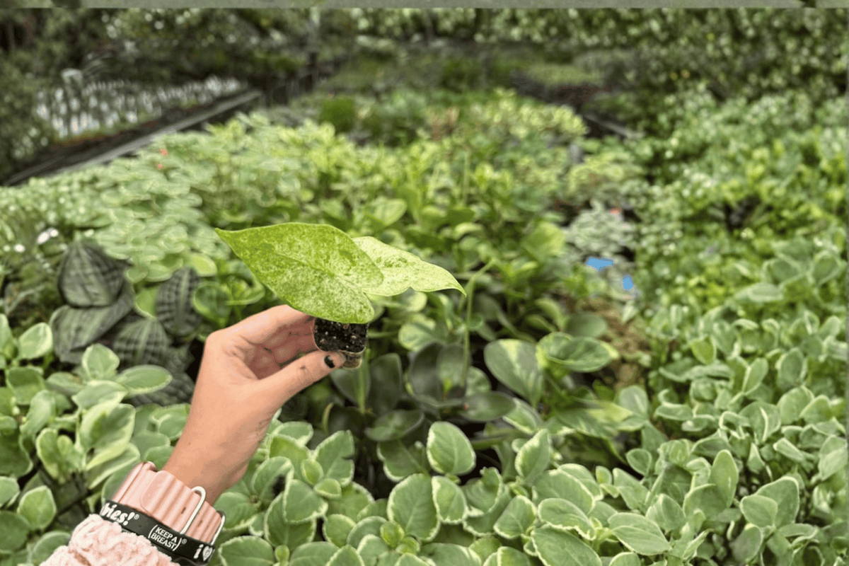Alocasia Snow Odora Batik Variegated 2 Exact Live Starter Plants