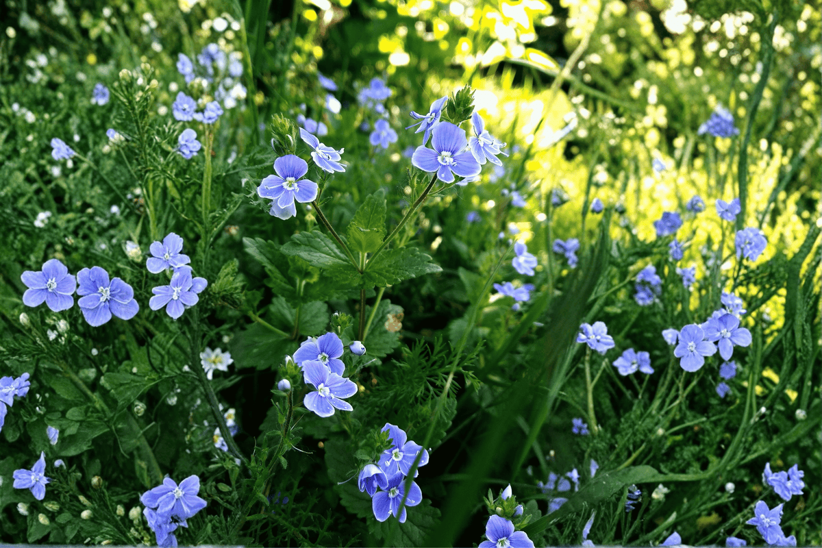 Georgia Blue Creeping Speedwell 1 Live Plant – Veronica umbrosa ‘Georgia Blue’ – Quart Pot