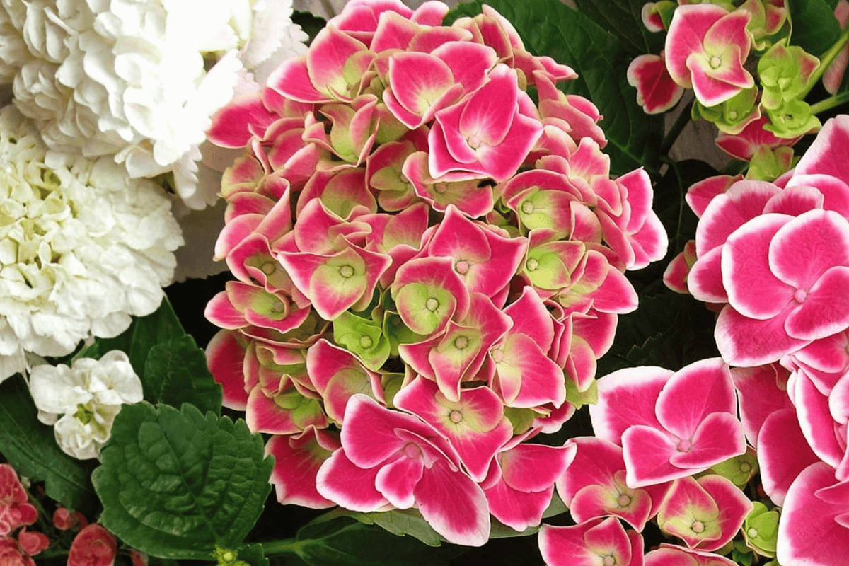 Tilt-A-Swirl Bigleaf Hydrangea 1 Live Flowering Shrub, 2 Gallon – Hydrangea macrophylla ‘Tilt-A-Swirl’
