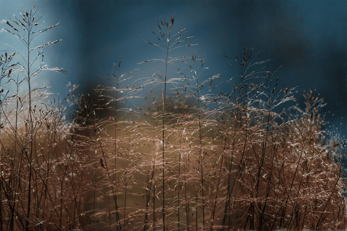 Blackhawks Big Bluestem Grass – 1 Live Ornamental Grass, 1-Gallon Size – Andropogon gerardii ‘Blackhawks’