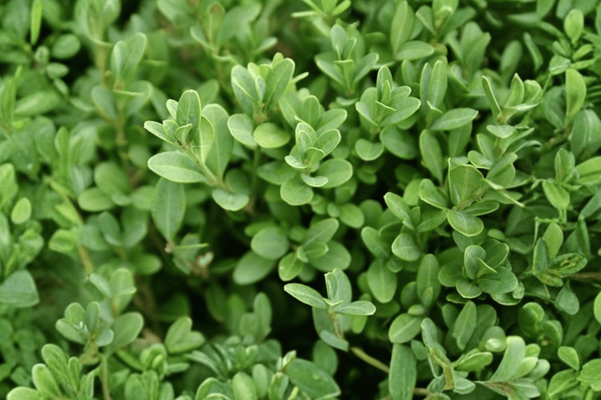 Green Gem Boxwood 1 Live Plant – Buxus ‘Green Gem’ – 10″ – 2 Gallon Pot