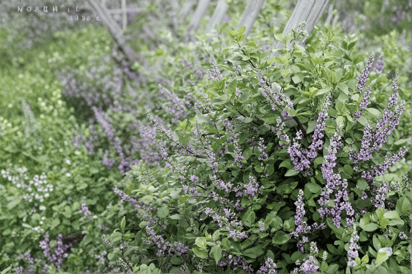 Summertime Blues Chaste Tree Live Plant – 1-Gallon Pot – Vitex 'Summertime Blues'