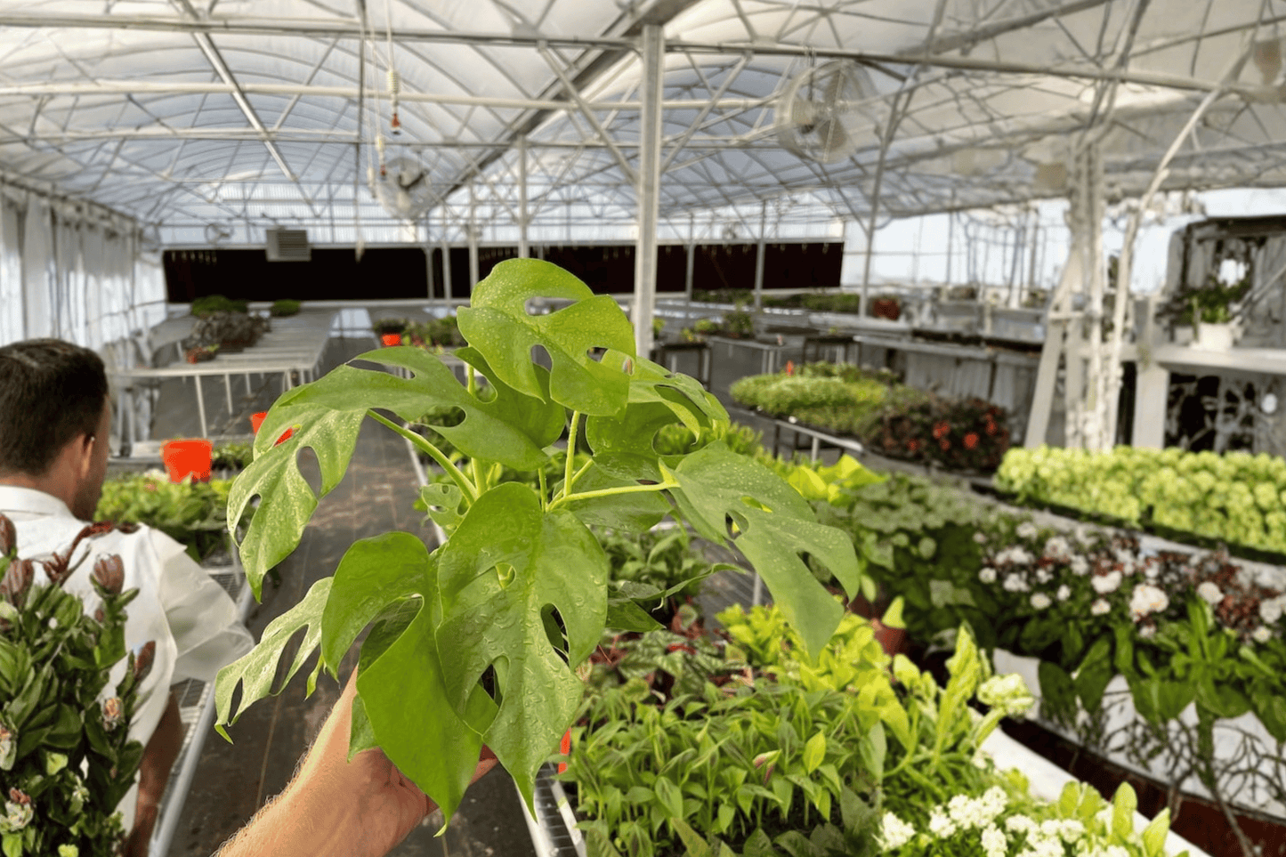 2 Monstera Minima (Rhaphidophora tetrasperma) Live Plants in 4-Inch Pots