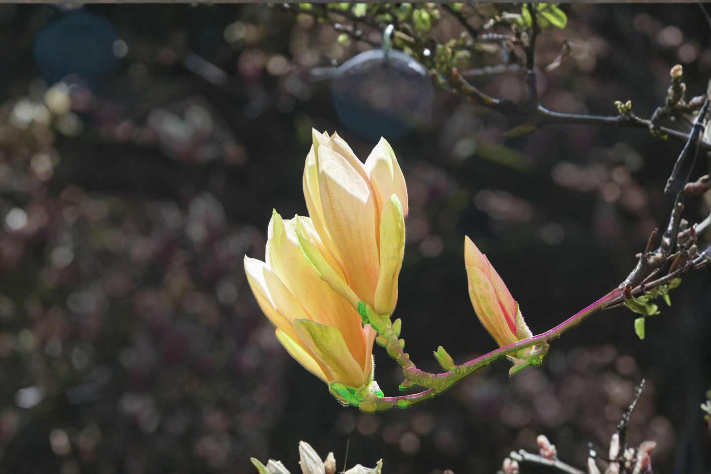 Yellow Bird Magnolia Live Plant – 6–12 Inch Tree in 3-Inch Pot – Magnolia × brooklynensis ‘Yellow Bird’