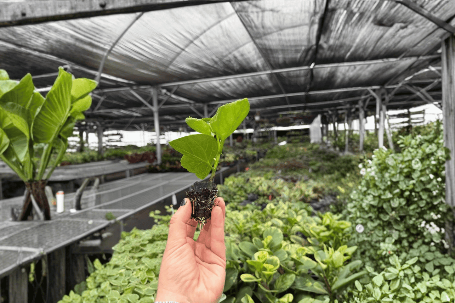 Space Oddity Hibiscus 2 Live Starter Plants – Hibiscus rosa-sinensis ‘Space Oddity’