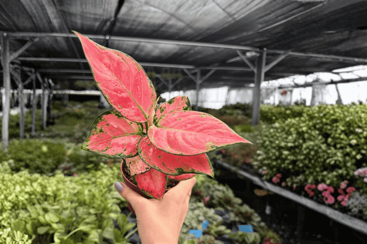 Aglaonema Super Pink 2 Exact Live Plants – 4-Inch Pots – Aglaonema ‘Super Pink’