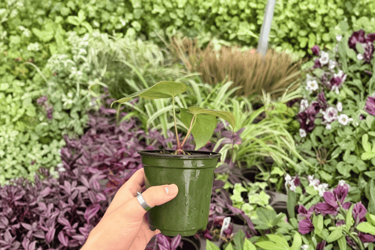 Anthurium Blue Papi × Red Stem 2 Exact Live Plants – Specific 4” Size