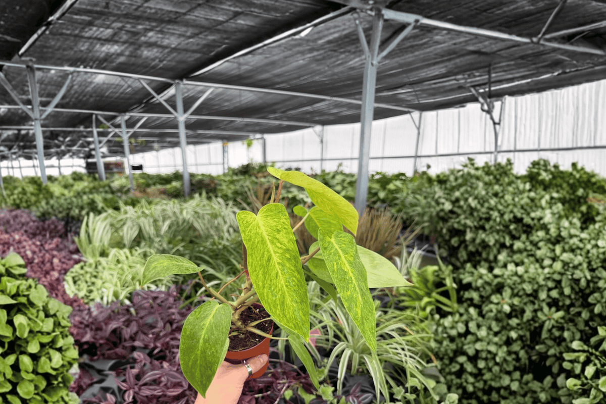2 Exact Philodendron Painted Lady Live Plants – 4” Pot