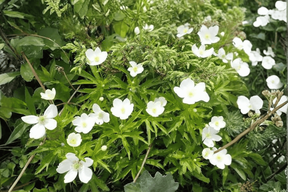 Canada Anemone – 1 Live Plant, 1-Gallon Pot – Anemone canadensis