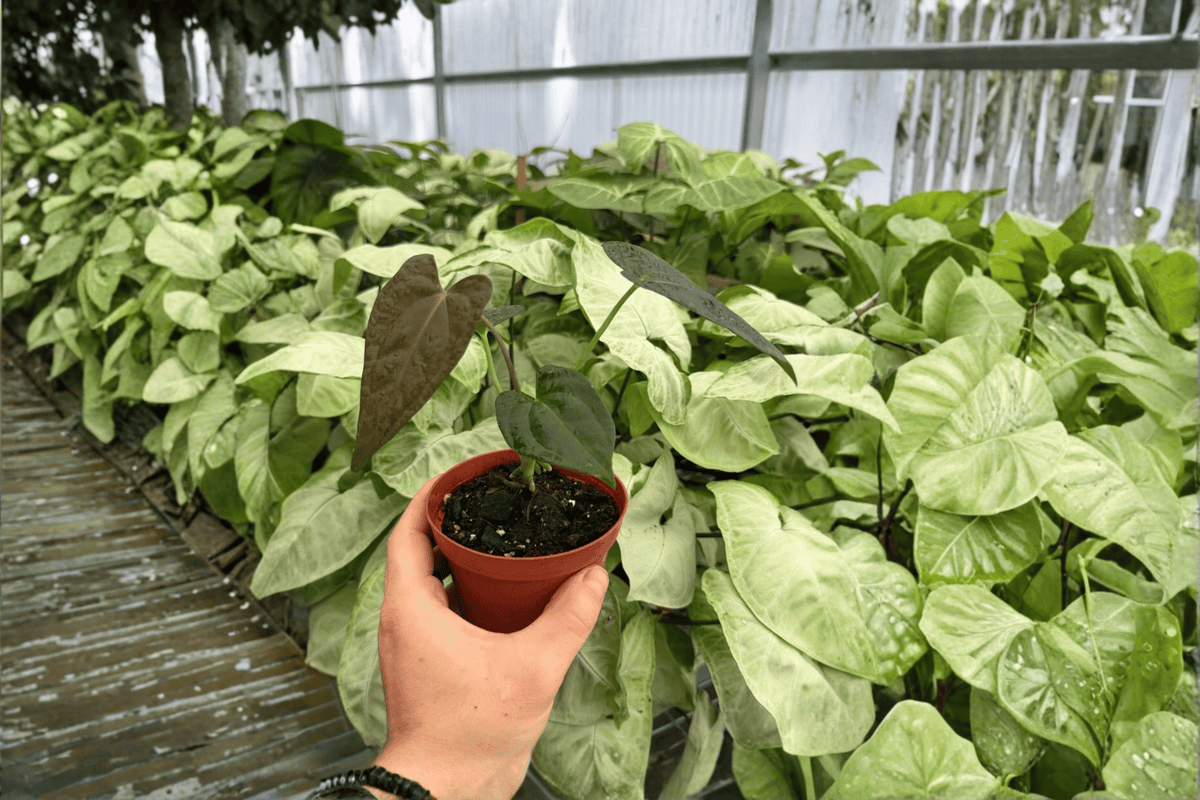 Anthurium Fort Sherman x Dark Silver 2 Exact Live Plants – 4-Inch Pots