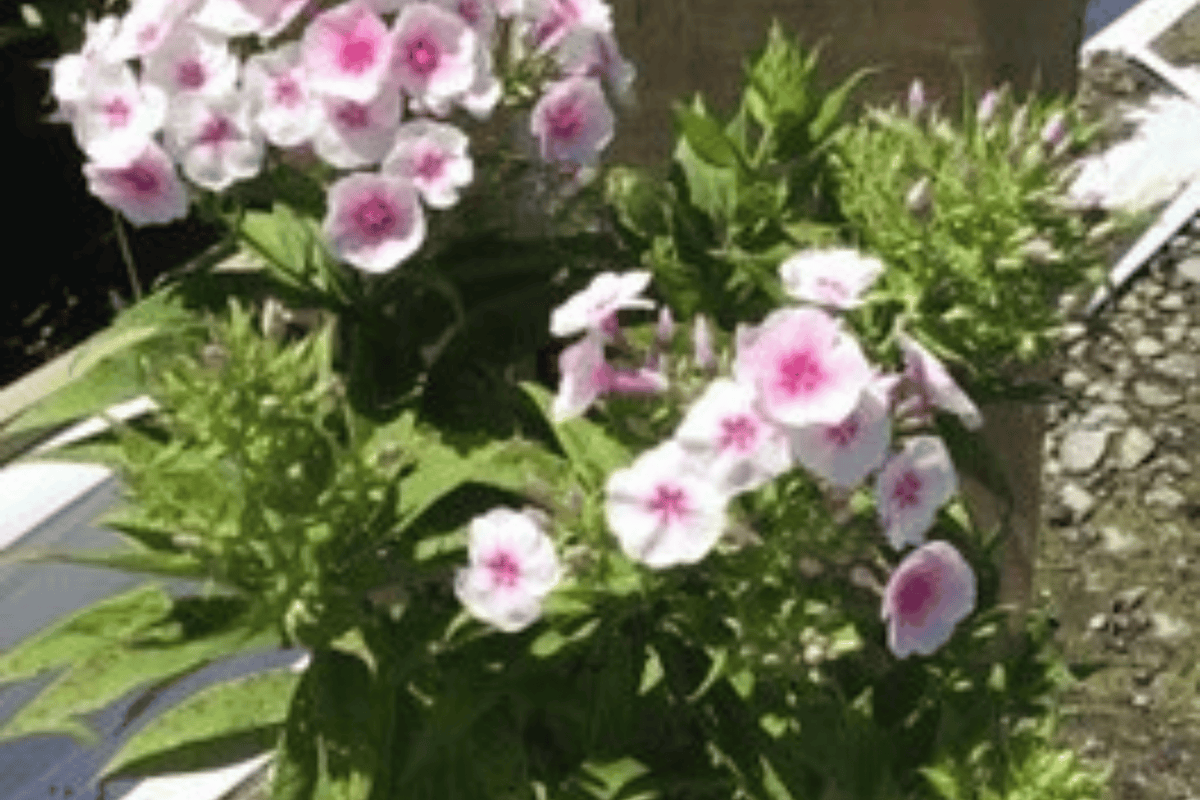 Flame Pro Baby Doll Garden Phlox 1 Live Plant – Phlox paniculata ‘Flame Pro Baby Doll’ – Quart Pot