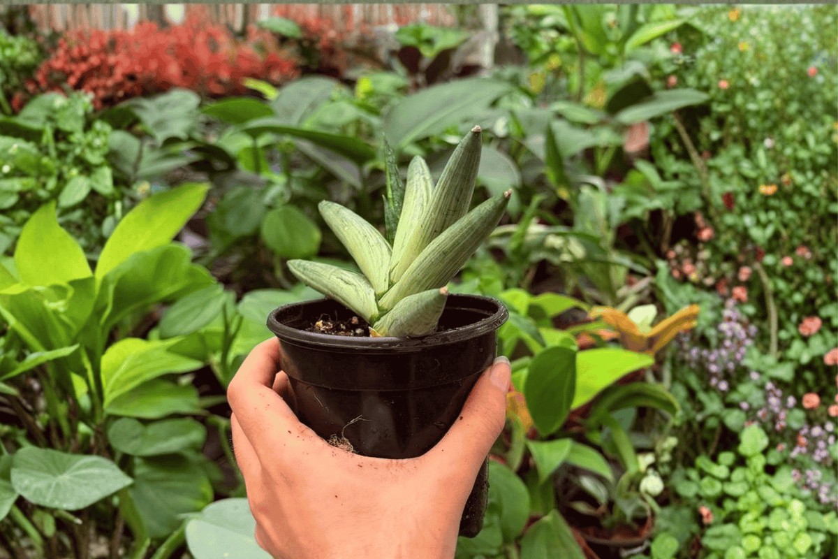 2 Exact Plant Variegated Sansevieria Boncel Starfish – Specific 4” Pot