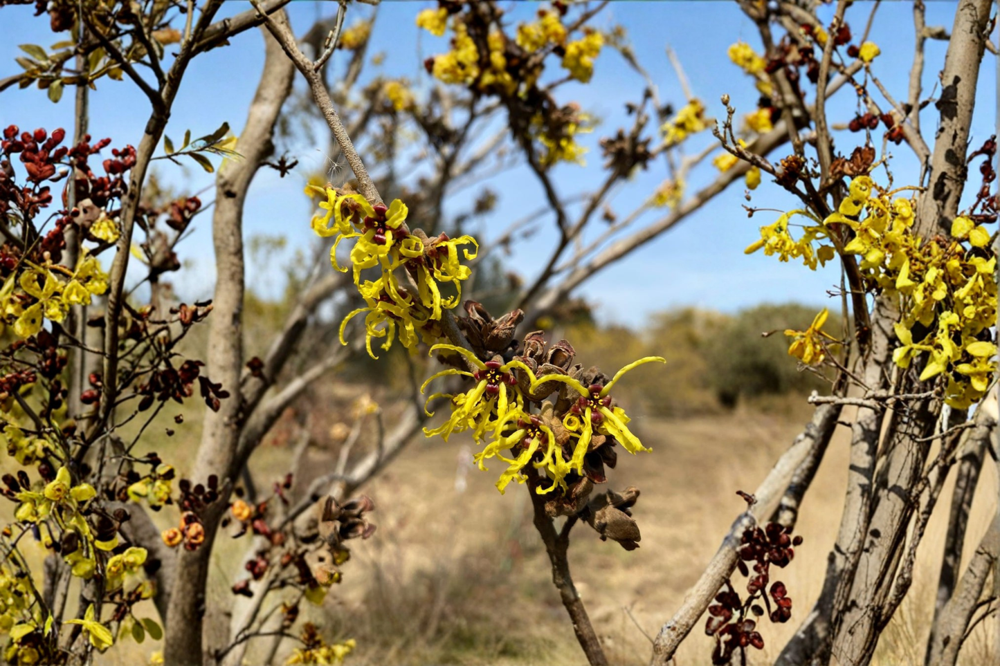 Witch Hazel ‘Zitronenjette’ Live Plant 12” Tall – Hamamelis x intermedia Bare Root Yellow Flowering Shrub