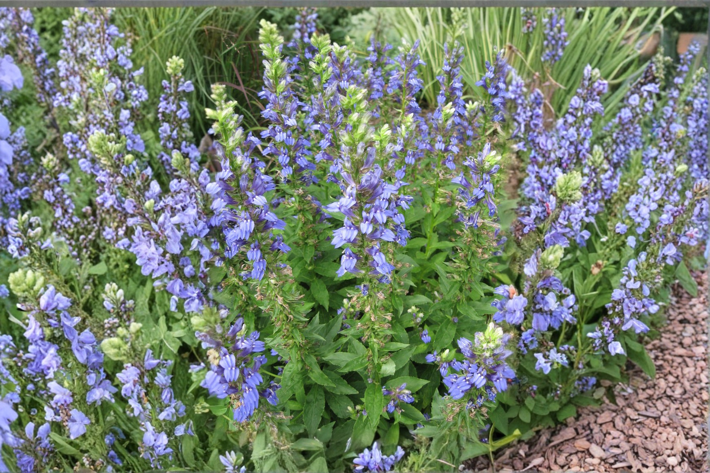 Great Blue Lobelia 5 Starter Plug Seedlings – Lobelia siphilitica