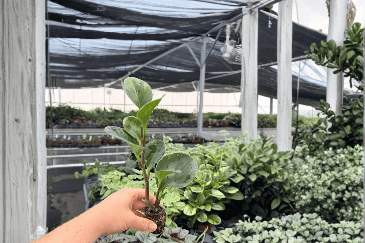 Marble Green Peperomia 2 Starter Live Plants – Variegated Peperomia albomarginata