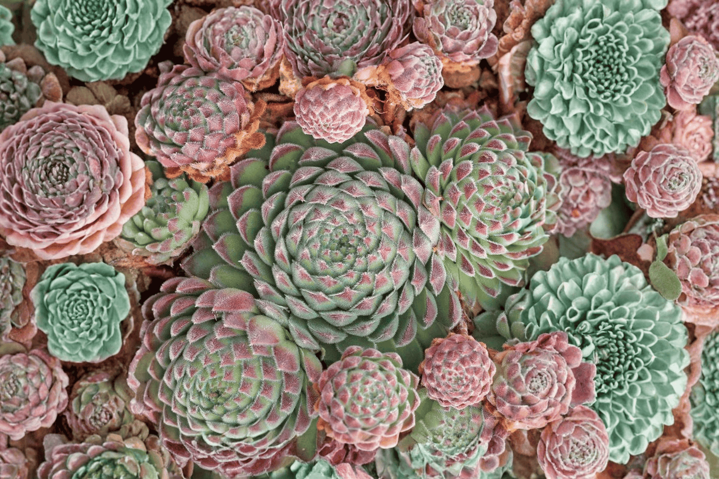 Chick Charms Sugar Shimmer Hens and Chicks 1 Live Plant – 4-Inch Pot – Sempervivum ‘Sugar Shimmer’