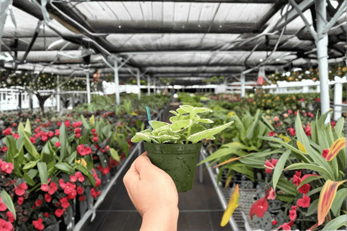 Aglaonema Green Bowl Live Plant – 2 Exact Plants Bare Root – Aglaonema 'Green Bowl' – Originally Grown in 4" Pot