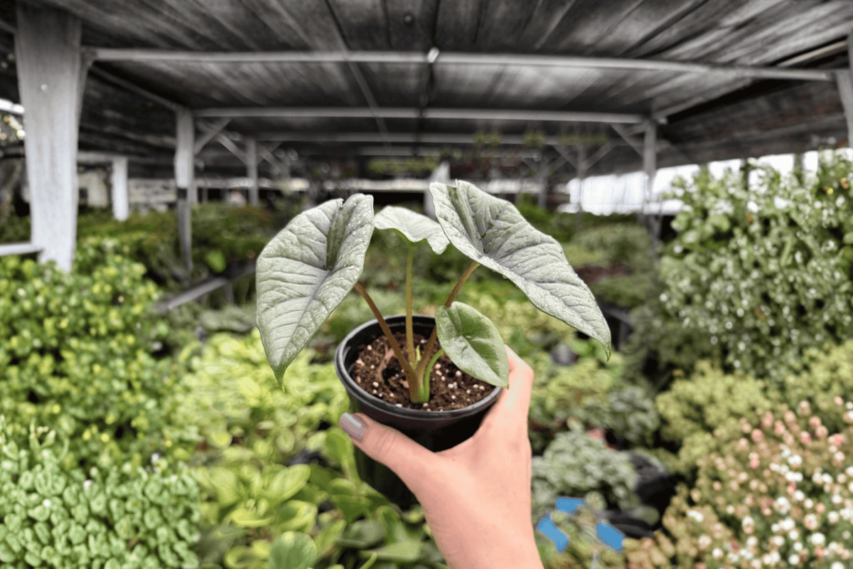 Alocasia Platinum ‘Bisma’ 2 Exact Live Plants – Specific 4-Inch Pots – Alocasia ‘Bisma’