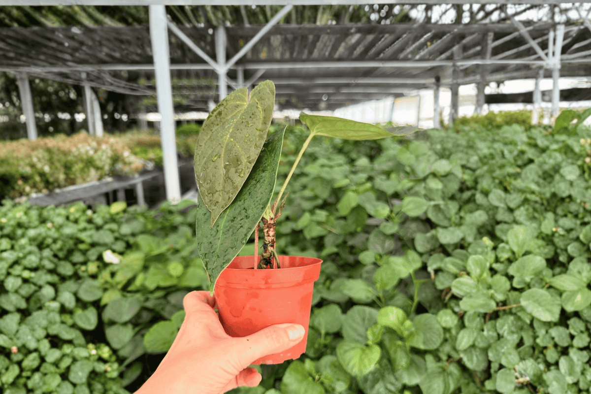 Anthurium Black Sweet × Red Gunsal 2 Exact Live Plants – 4” Size Bare Root
