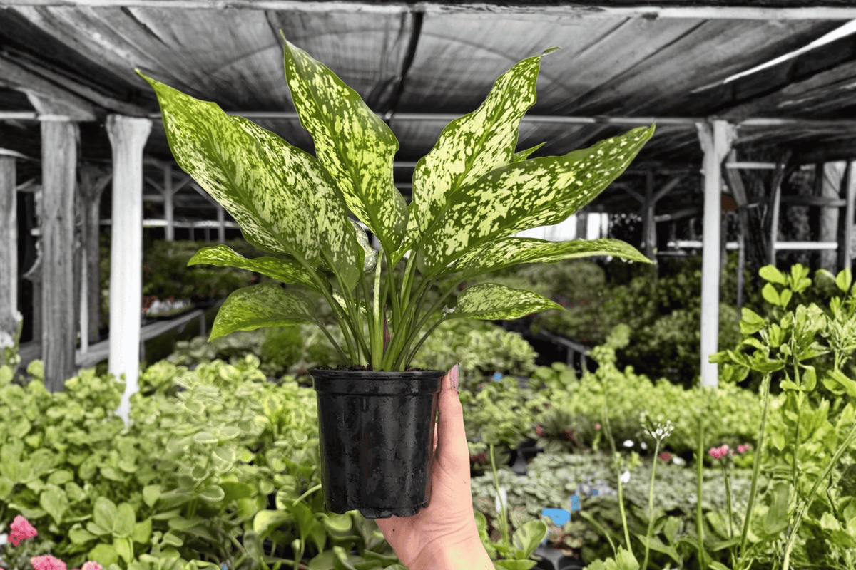Aglaonema Wintery Winehouse 2 Exact Live Plants – 4-Inch Pots – Aglaonema ‘Wintery Winehouse’