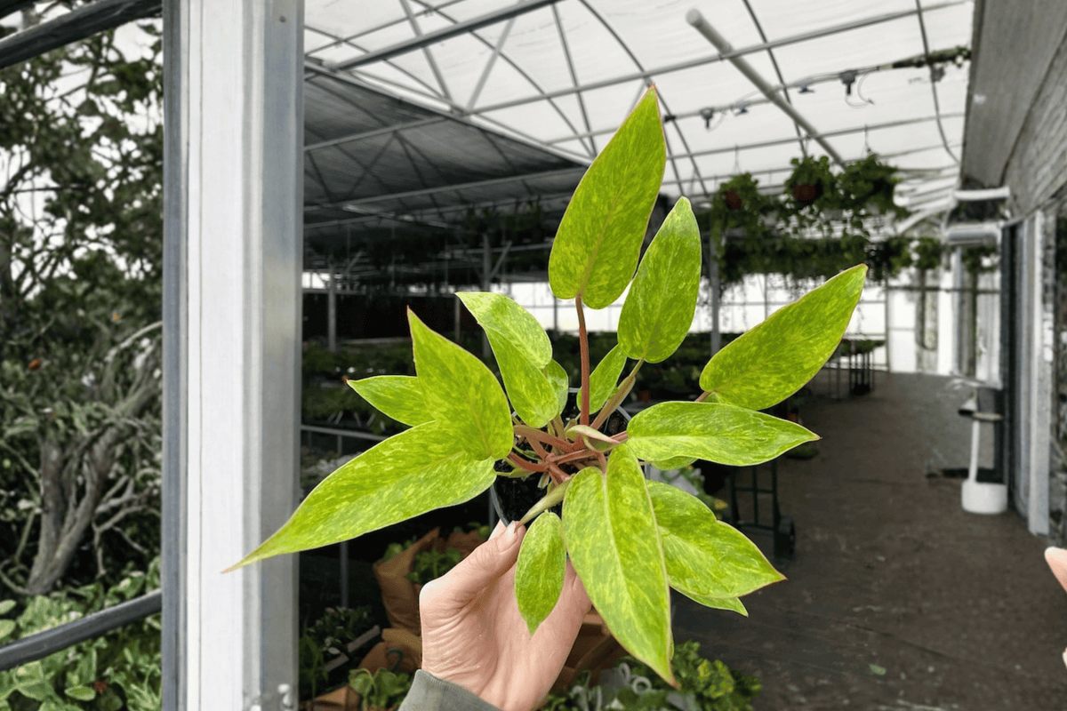 Philodendron Painted Lady 2 Live Plants – 4” Pot Size