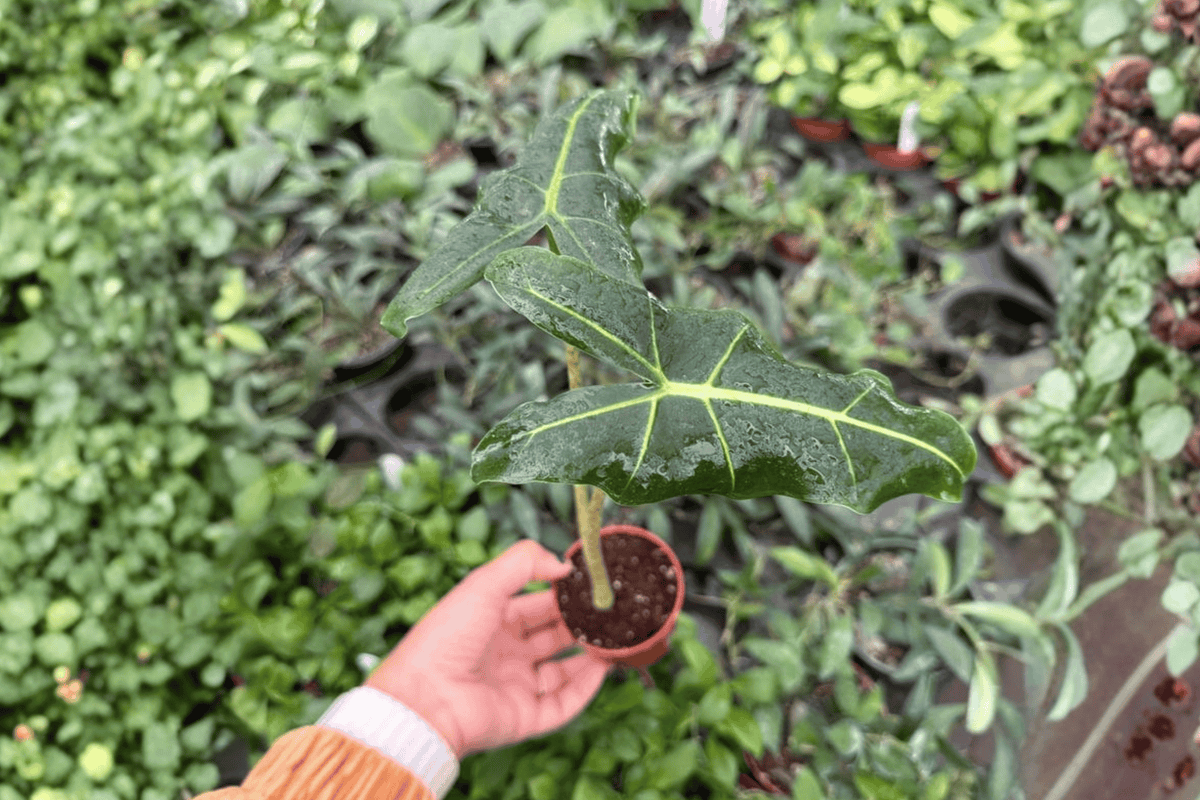 2 Alocasia Sarian Starter Plants – 2” Pot Size – Alocasia ‘Sarian’