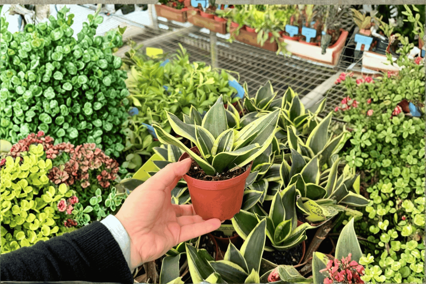 2 Sansevieria 'Lotus Hahnii' Live Plants in 4-Inch Pots – Dwarf Snake Plants