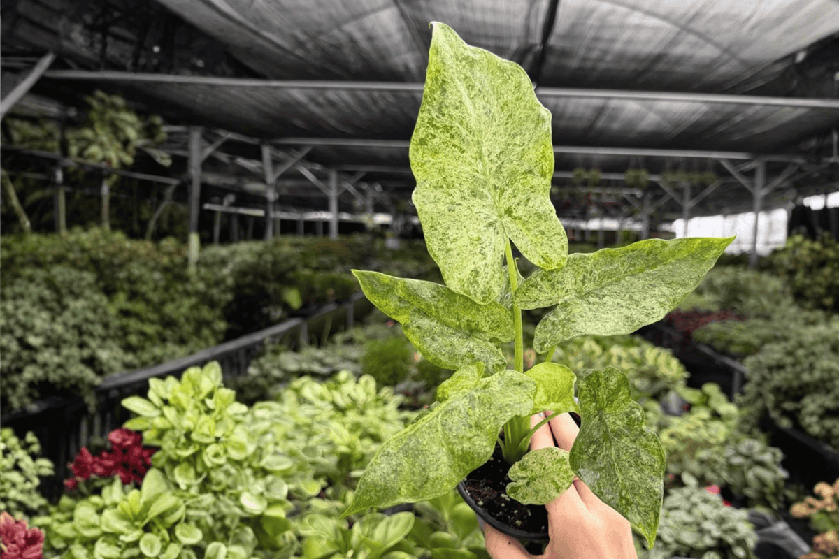 Alocasia Odora Batik Snow Variegated 2 Exact Live Plants – 4-Inch Pots – Alocasia odora