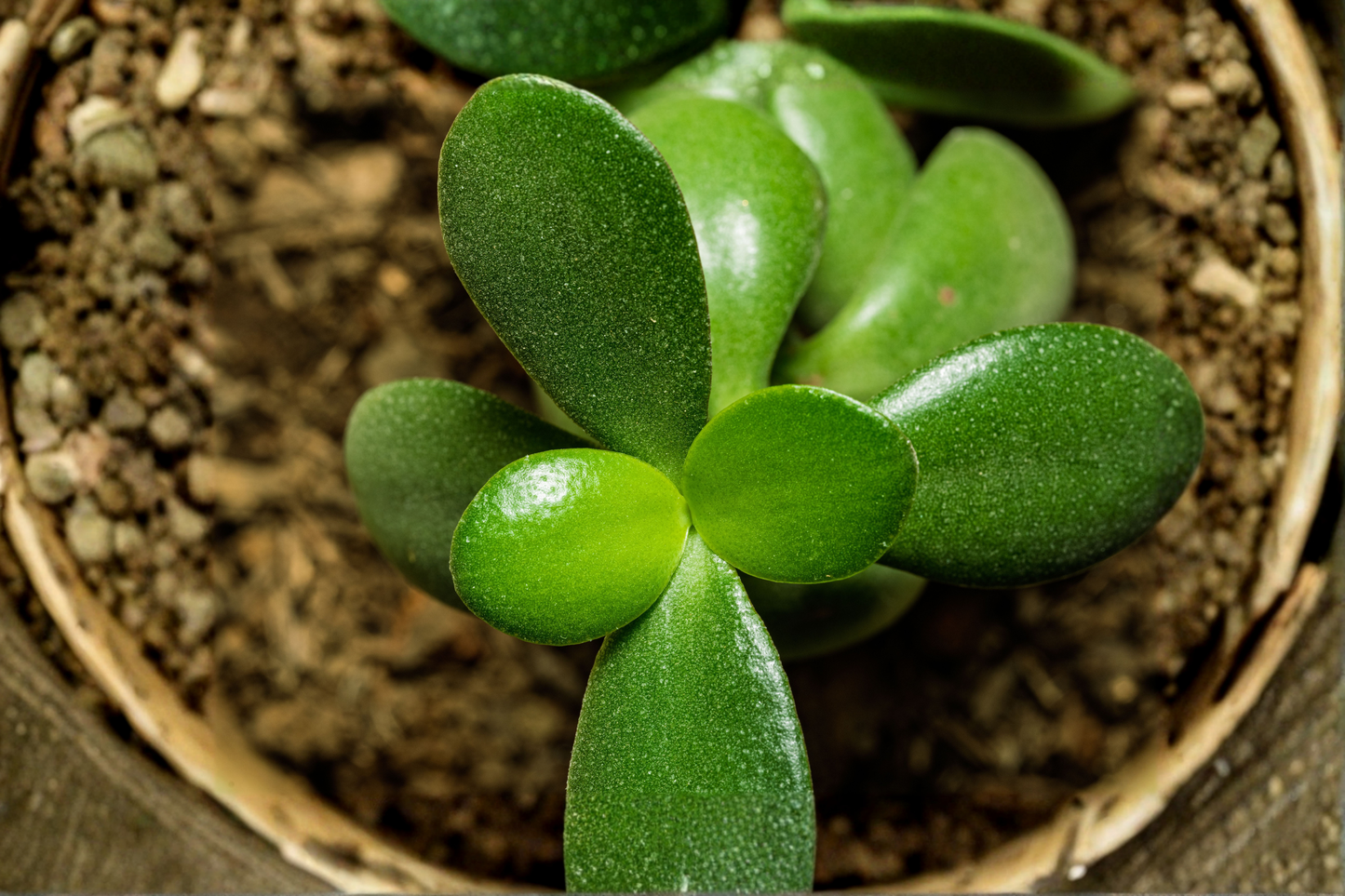 Crassula ovata Live Succulent Plant 2-Inch Pot – Fully Rooted Jade Plant