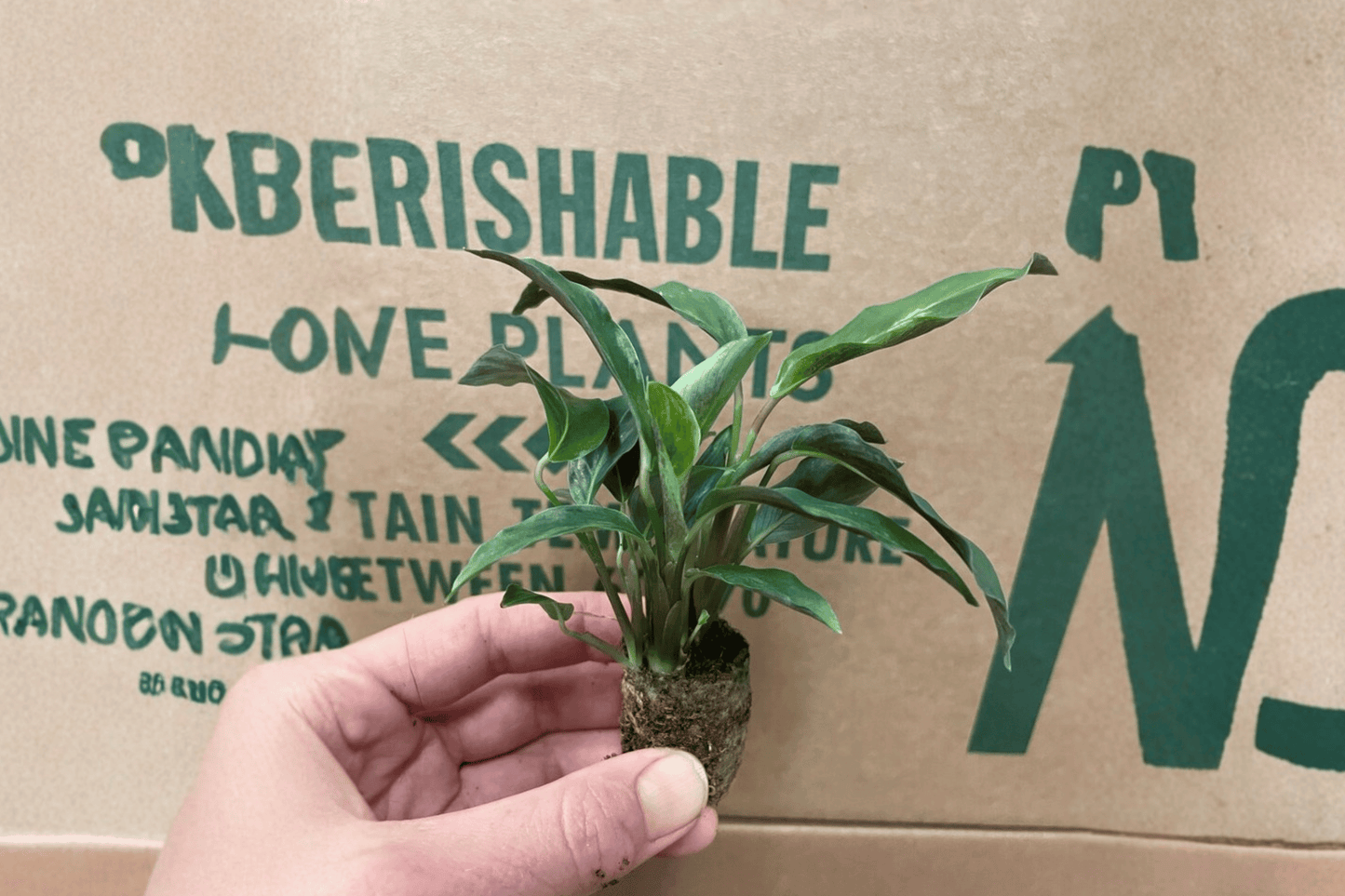 2 Calathea 'Misto' Starter Plants – Goeppertia 'Misto' Bare Root